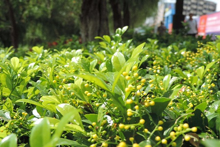 米兰是风水花吗