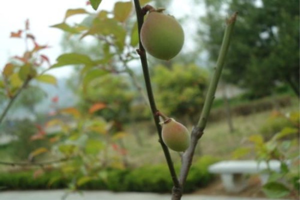 野杏树结果吗