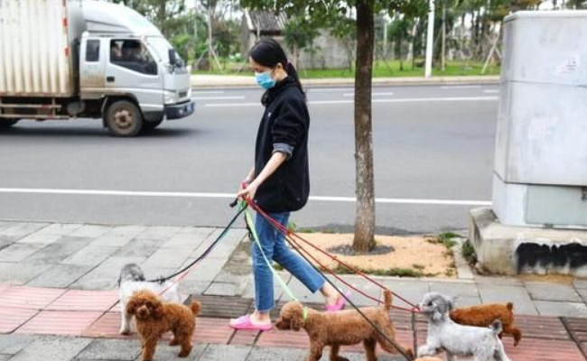 遛狗牵绳法律怎么规定的