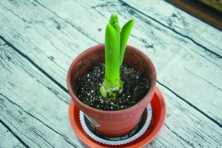 风信子开花时怎么养护