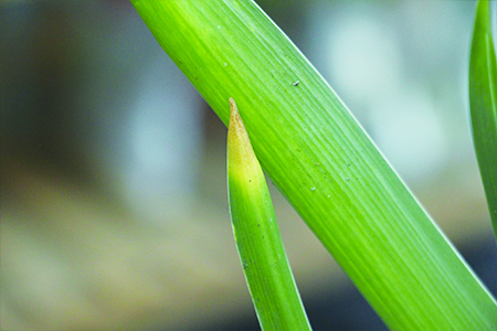 风信子开花时怎么养护