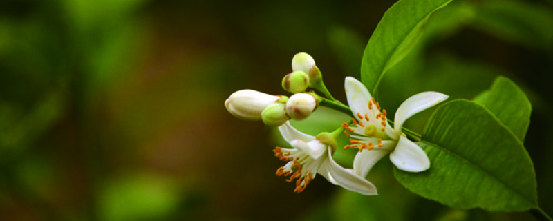 盆栽代代花怎么养