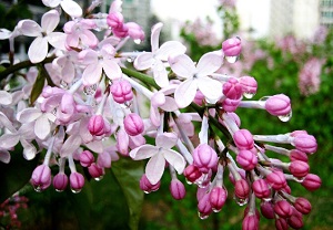 丁香花在哪