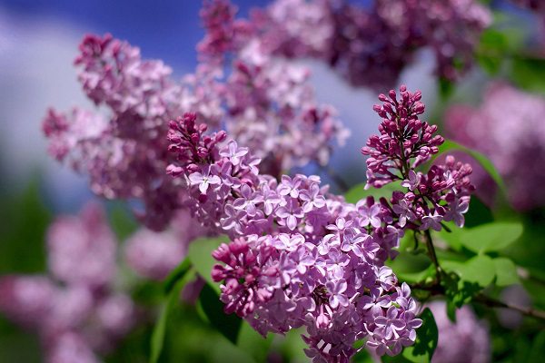 丁香花在哪