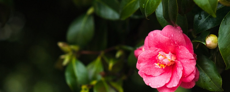 阳台种山茶花好吗