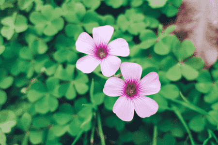 长春花开花后怎么办