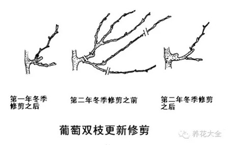 葡萄是怎样形成的