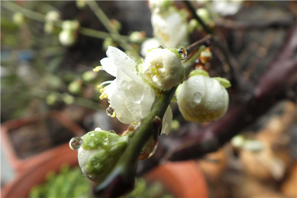 绿萼花性能