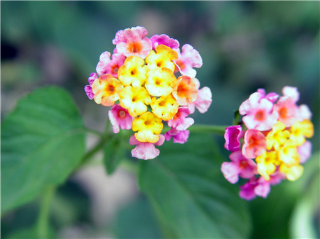 家里的花枯萎了花盆怎么处理