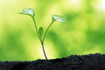 室内植物怎么养最好