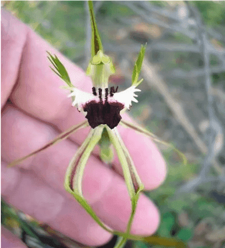 奇花异草有哪些?