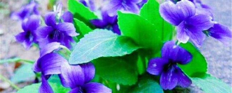 紫堇花种植环境