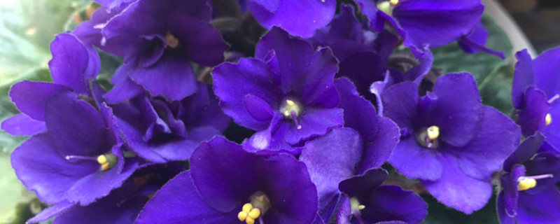 紫罗兰花语是啥