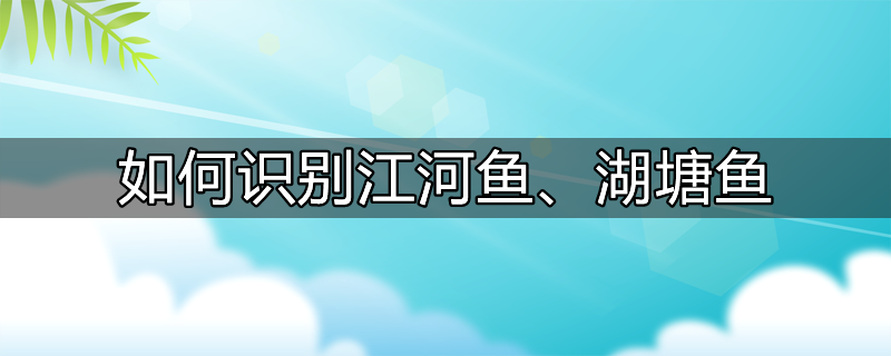 如何识别江河鱼、湖塘鱼