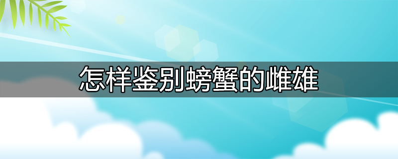 小龙虾雌雄鉴别的主要特征