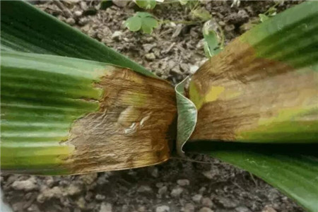 把花搬出去淋雨的说说