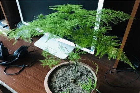 屋里耐阴植物