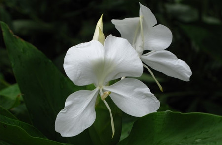 姜花开花季节是几月份