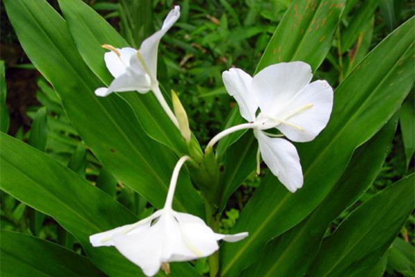 姜花开花季节是几月份