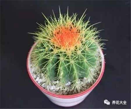 观叶植物100种