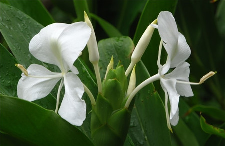 姜花开花季节是几月份