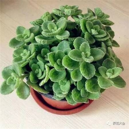 观叶植物100种