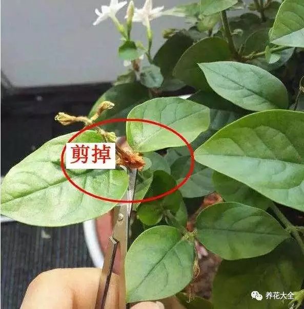 给茉莉修剪的枝条千万别扔