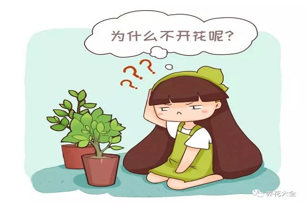 给茉莉修剪的枝条千万别扔