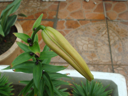 百合花的种植方法与技巧