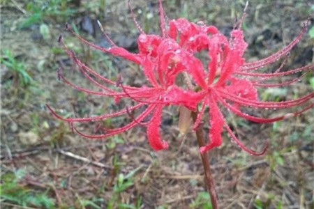 彼岸花土壤酸性值