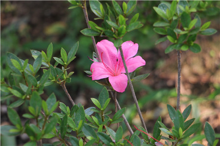 如何养好杜鹃花盆栽视频