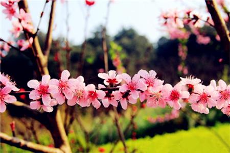 桃花在什么时候开花的