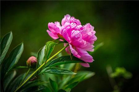 芍药花的功效与作用点