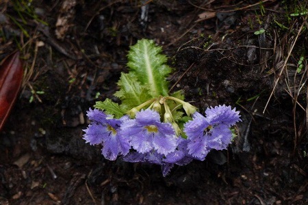 苣苣草种植