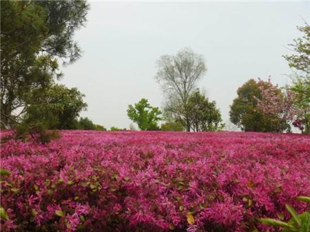 红花继木怎样造型