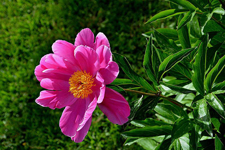 芍药花花语和寓意是什么