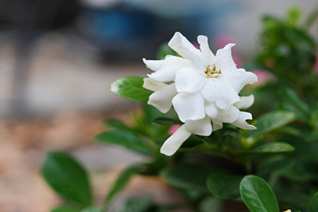 栀子花换盆后需要马上浇水吗