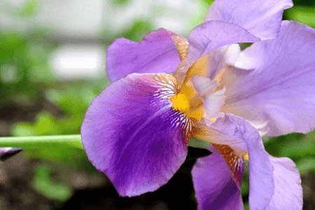 水仙花和兰花的区别图片