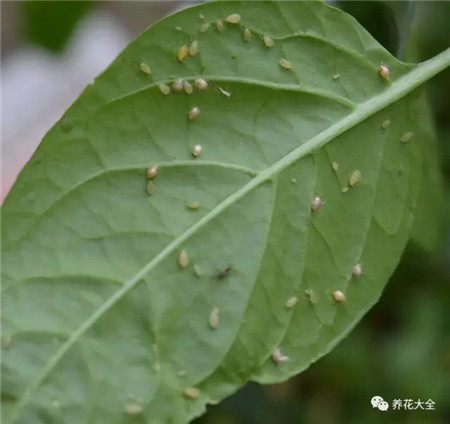 大蒜防病用什么药?