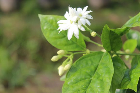 毛茉莉花期