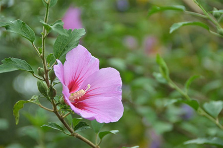 木槿花花后要剪枝吗