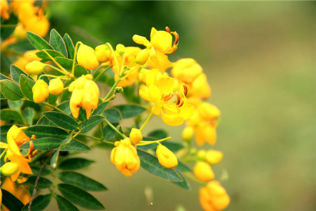 黄槐决明树什么时间开花